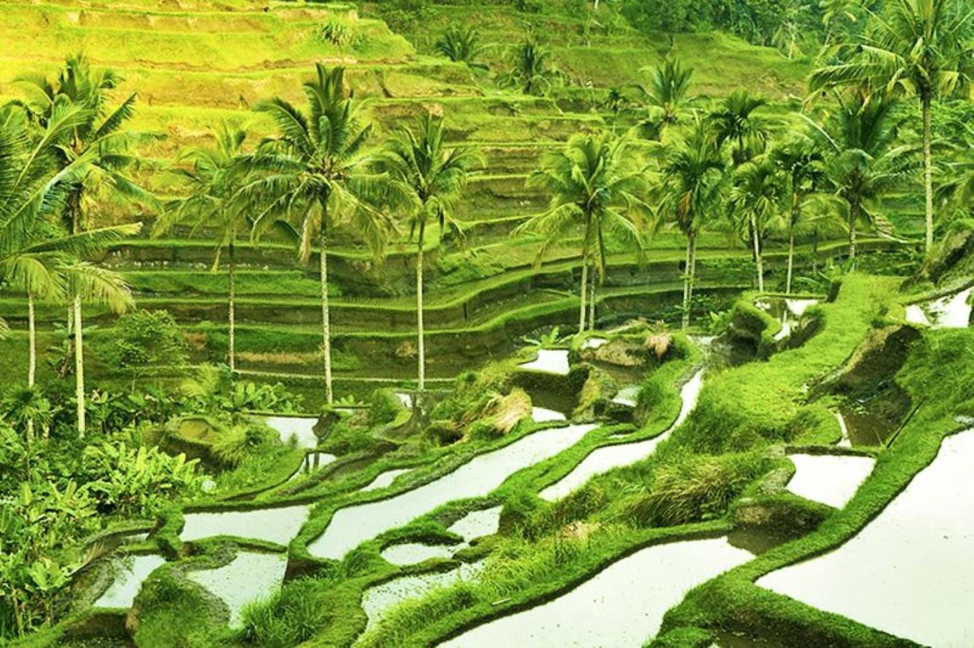 Asvara Villa Ubud Exteriör bild